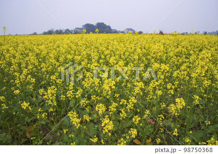 Beautiful Floral Landscape View of Rapeseed blossoms in a field in the countryside of Bangladesh Beautiful Floral Landscape View of Rapeseed blossoms in a field in the countryside of Bangladesh 98750368