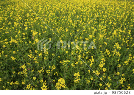 Blooming Yellow Rapeseed flowers in the field. can be used as a floral texture background Blooming Yellow Rapeseed flowers in the field. can be used as a floral texture background 98750628