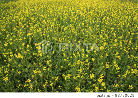 Blooming Yellow Rapeseed flowers in the field. can be used as a floral texture background Blooming Yellow Rapeseed flowers in the field. can be used as a floral texture background 98750629