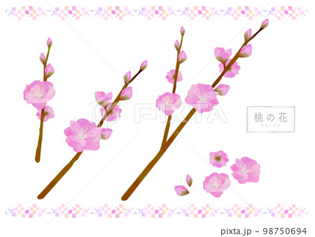 桃の花 桃 ひな祭り 98750694