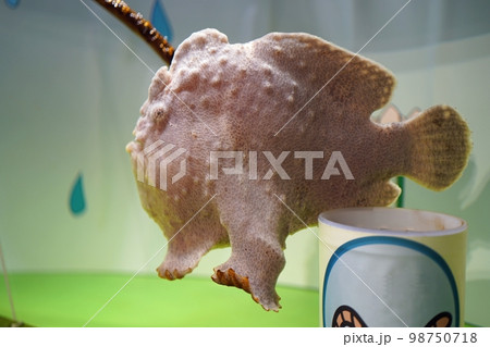 オオモンカエルアンコウ オオモンカエルアンコウ 98750718