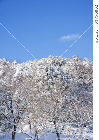 森の木々に積もった雪と青空 98750802