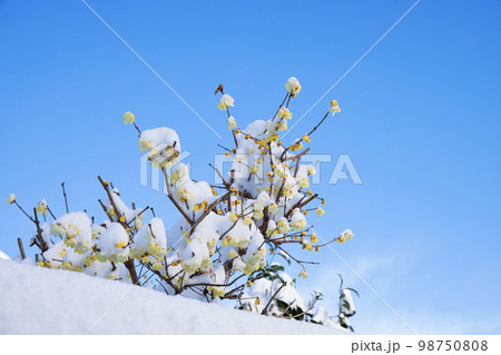 雪の積ったロウバイ 98750808