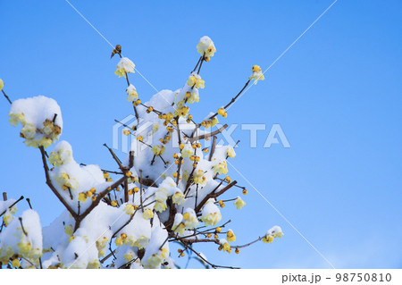 雪の積ったロウバイ 98750810