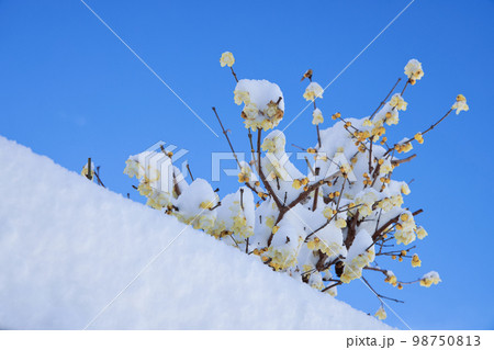 雪の積ったロウバイ 雪の積ったロウバイ 98750813