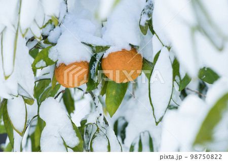 雪をかぶった柚子の実 98750822