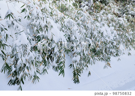 新雪を被った笹 98750832