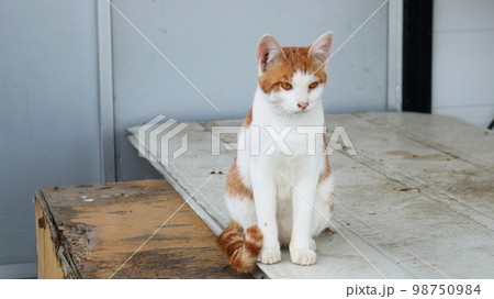 落ち込む猫 98750984