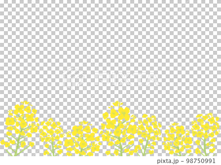 Rape blossom scenery Flat design Cute and simple hand drawn illustration 98750991