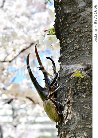 ヘラクレスオオカブト ヘラクレスオオカブト 98751606