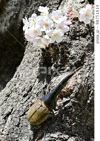 ヘラクレスオオカブト 98751614