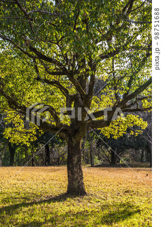 《愛知県》春日井市 ふれあい緑道の木々 《愛知県》春日井市 ふれあい緑道の木々 98751688