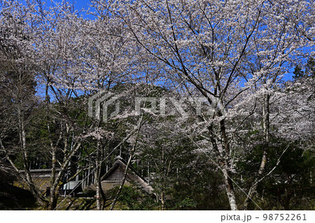 春の慧日寺 春の慧日寺 98752261