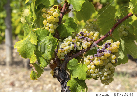 Typical grapes with botrytis cinerea for sweet wines, Sauternes, Bordeaux, Aquitaine, France Typical grapes with botrytis cinerea for sweet wines, Sauternes, Bordeaux, Aquitaine, France 98753644