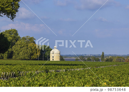 Typical vineyards near Chateau Latour, Bordeaux, Aquitaine, France 98753648