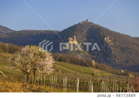 Chateau de Saint-Ulrich ruins, Chateau du Girsberg ruins and Chateau du Haut-Ribeaupierre near Ribeauville, Alsace, France Chateau de Saint-Ulrich ruins, Chateau du Girsberg ruins and Chateau du Haut-Ribeaupierre near Ribeauville, Alsace, France 98753889