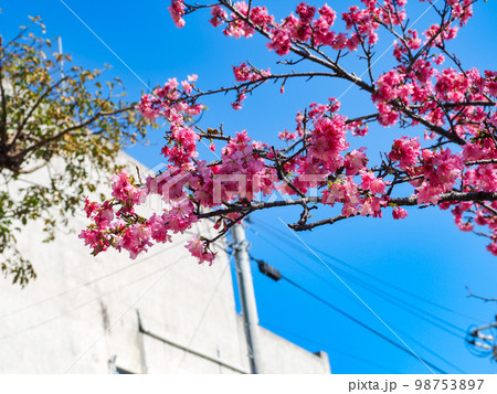 寒緋桜 寒緋桜 98753897