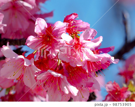 寒緋桜 寒緋桜 98753905