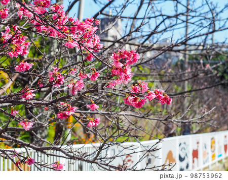 寒緋桜 寒緋桜 98753962