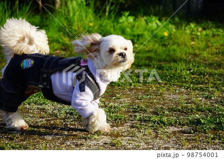 オーバーオールで散歩する犬 98754001