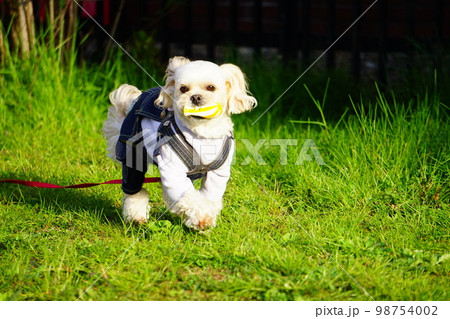 オーバーオールで散歩する犬 98754002