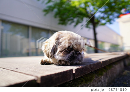 ウッドデッキに伏せている犬 98754010