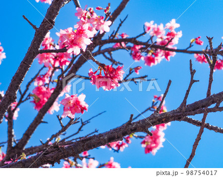 寒緋桜 98754017