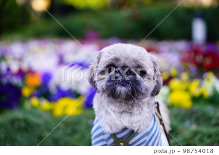 犬と花畑 犬と花畑 98754018