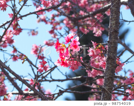 寒緋桜 98754019