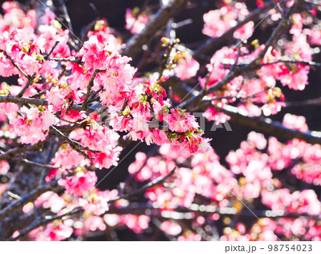 寒緋桜 寒緋桜 98754023