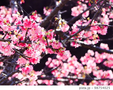 寒緋桜 寒緋桜 98754025