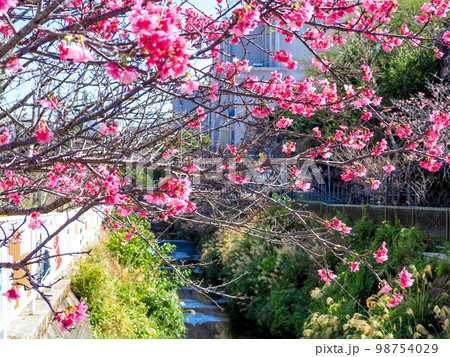 寒緋桜 寒緋桜 98754029