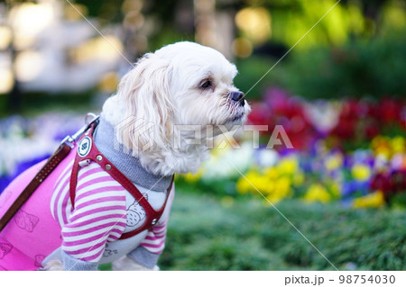 犬と花畑 98754030