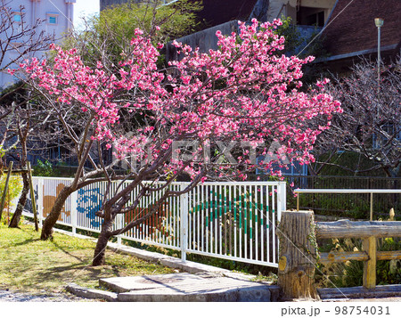 寒緋桜 98754031