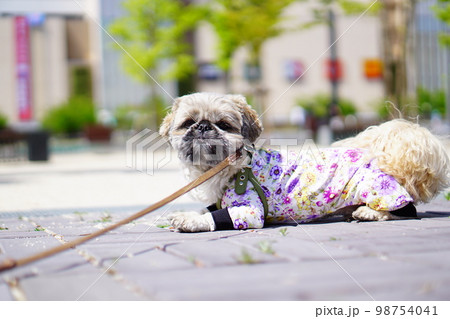 街の道端に伏せている犬 98754041