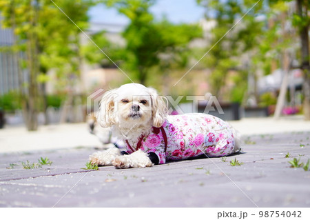 街の道端に伏せている犬 98754042