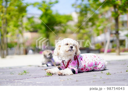街の道端に伏せている犬 街の道端に伏せている犬 98754043