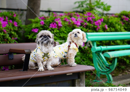 公園のベンチに座っている2匹の犬 98754049