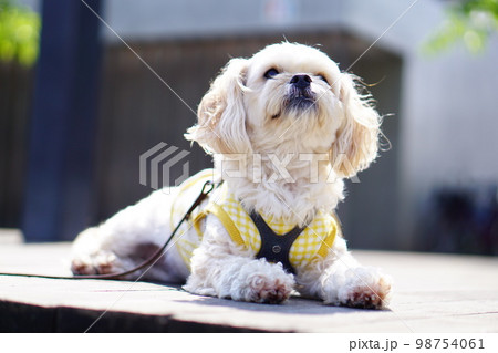 日向で座っている犬 98754061