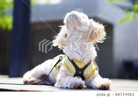上を向いている犬 上を向いている犬 98754063
