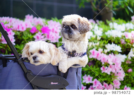 ツツジと2匹の犬 ツツジと2匹の犬 98754072