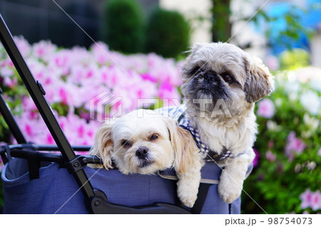 ツツジと2匹の犬 ツツジと2匹の犬 98754073