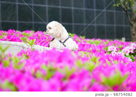 ピンクのツツジと白い犬 98754082