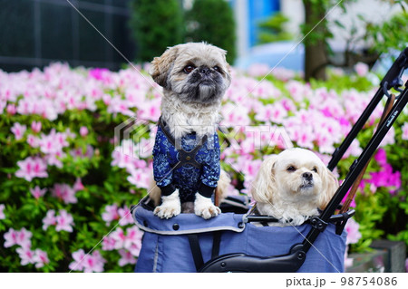 ツツジと2匹の犬 ツツジと2匹の犬 98754086