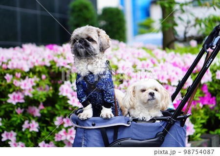 ツツジと2匹の犬 98754087