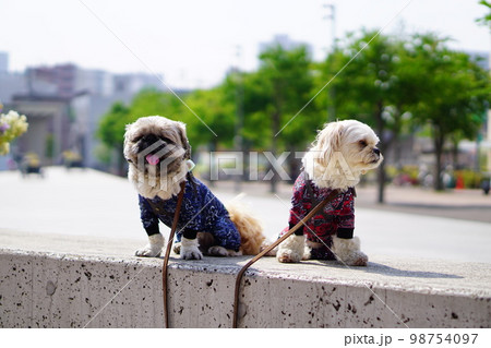 並んで座っている犬 98754097