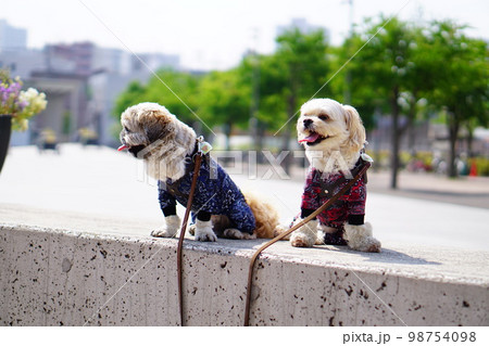 並んで座っている犬 98754098