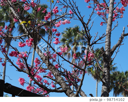 寒緋桜 寒緋桜 98754102
