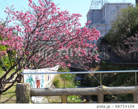 寒緋桜 寒緋桜 98754104