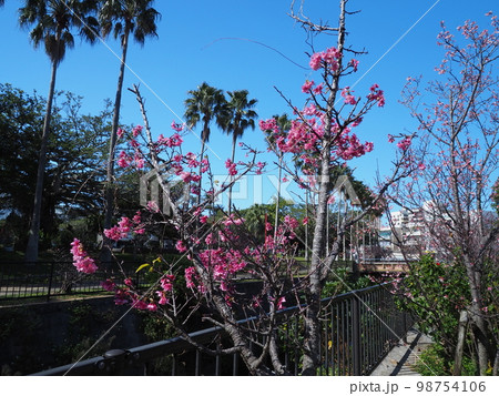 寒緋桜 寒緋桜 98754106